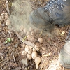Plants: image 64 Of 115 Thumb